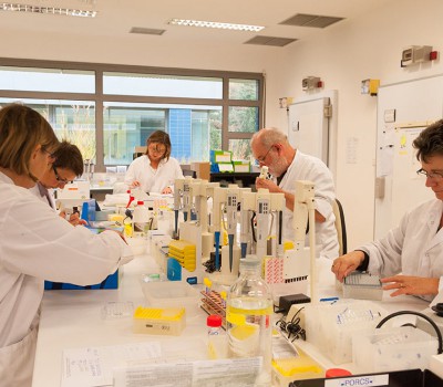 Préparation des plaques pour analyses immunologiques