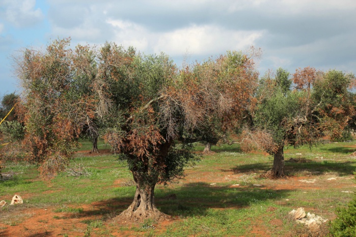 Xylella fastidiosa tueuse de végétaux