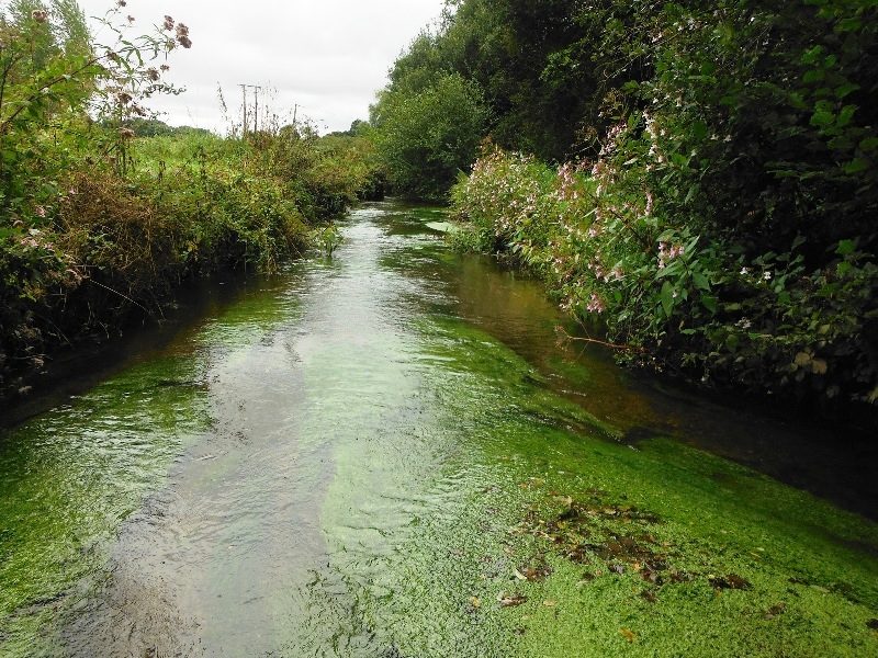 Hydrobiologie – Qualité biologique et morphologique des cours d&rsquo;eau