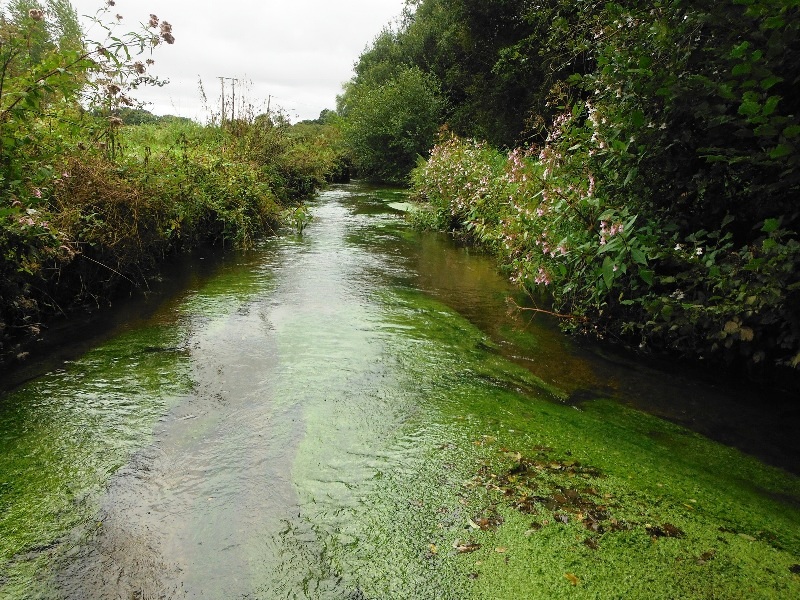 Rivière Bretagne hydrobiologie