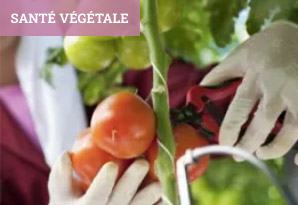 sante-vegetale