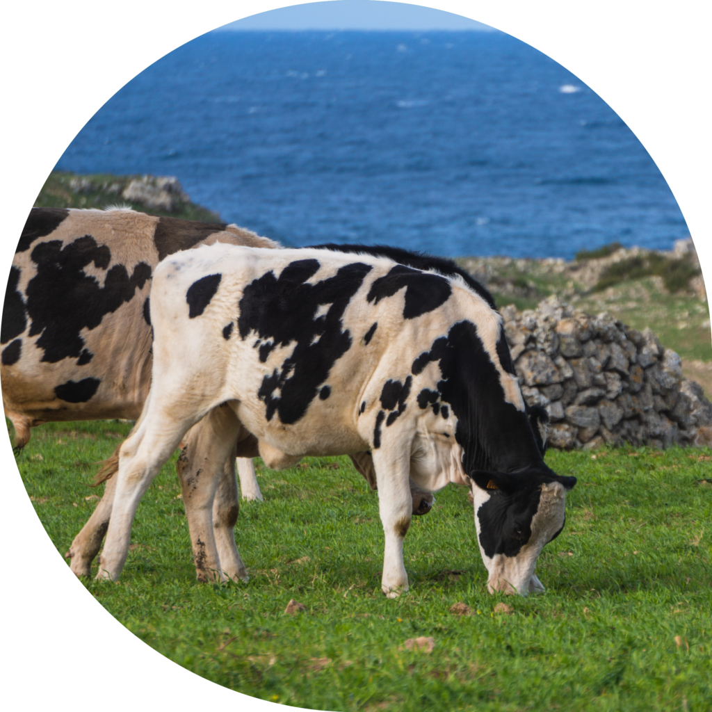 Journée technique bovine - Labocéa