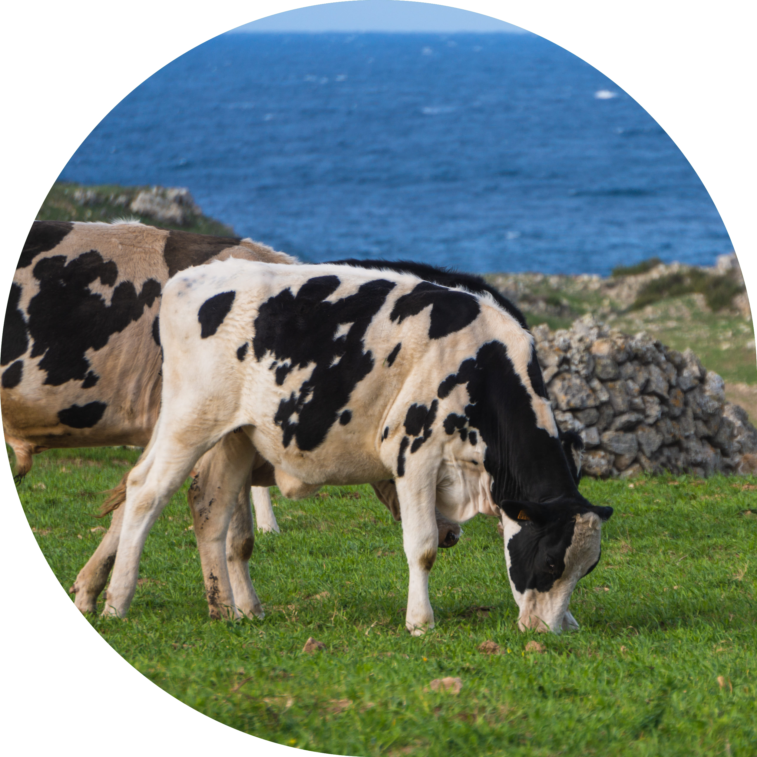 Journée technique bovine - Labocéa