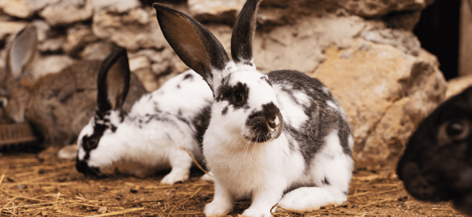 img site SA-13 Oligo-éléments, minéraux, santé et performance des animaux