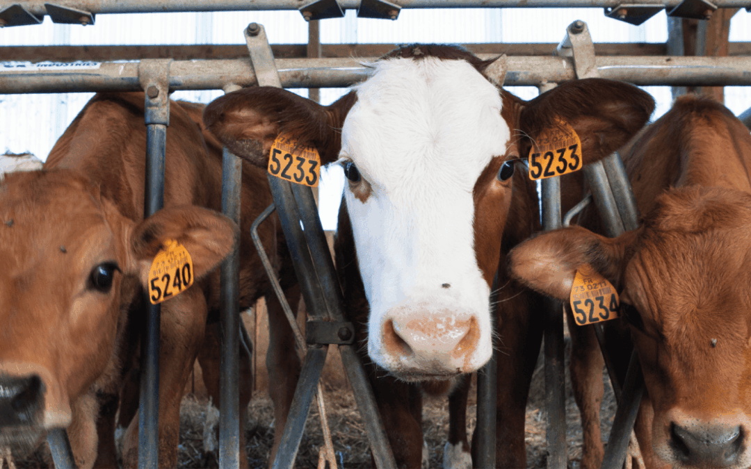 Journée technique santé bovine