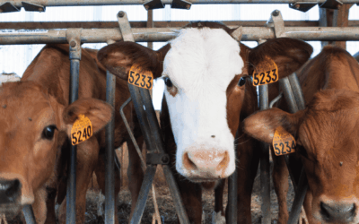 Journée technique santé bovine