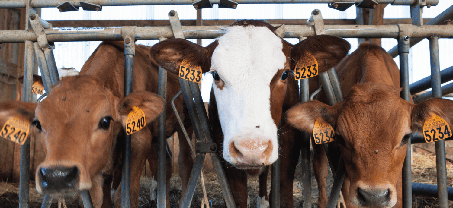 Ruminants Oligo-éléments, minéraux, santé et performance des animaux