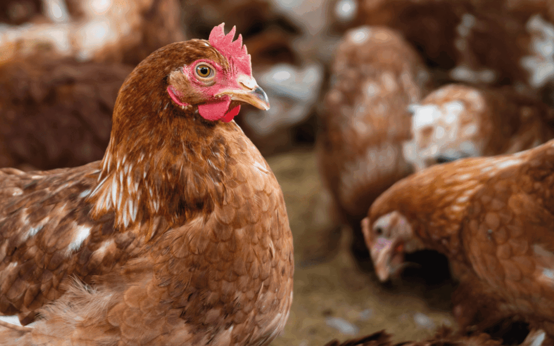 Journée technique santé aviaire