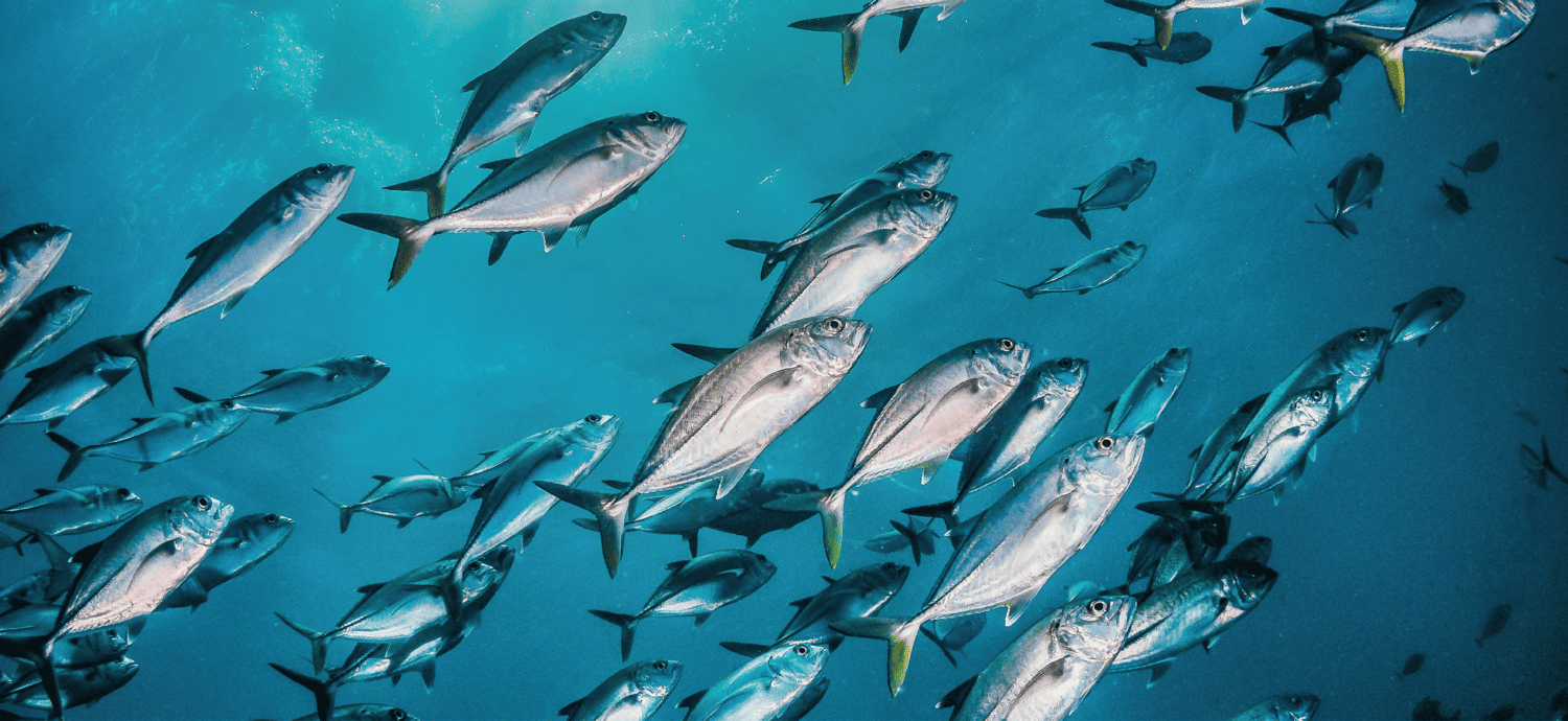 Poissons