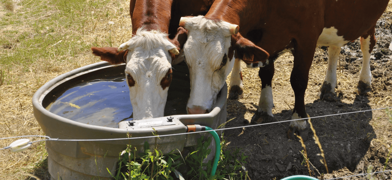 Eaux d’abreuvement des animaux