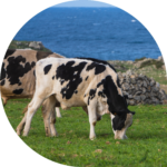 Journée technique bovine - Labocéa